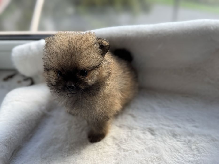Pomeranian XXS. Uroczy mini szpic miniaturowy