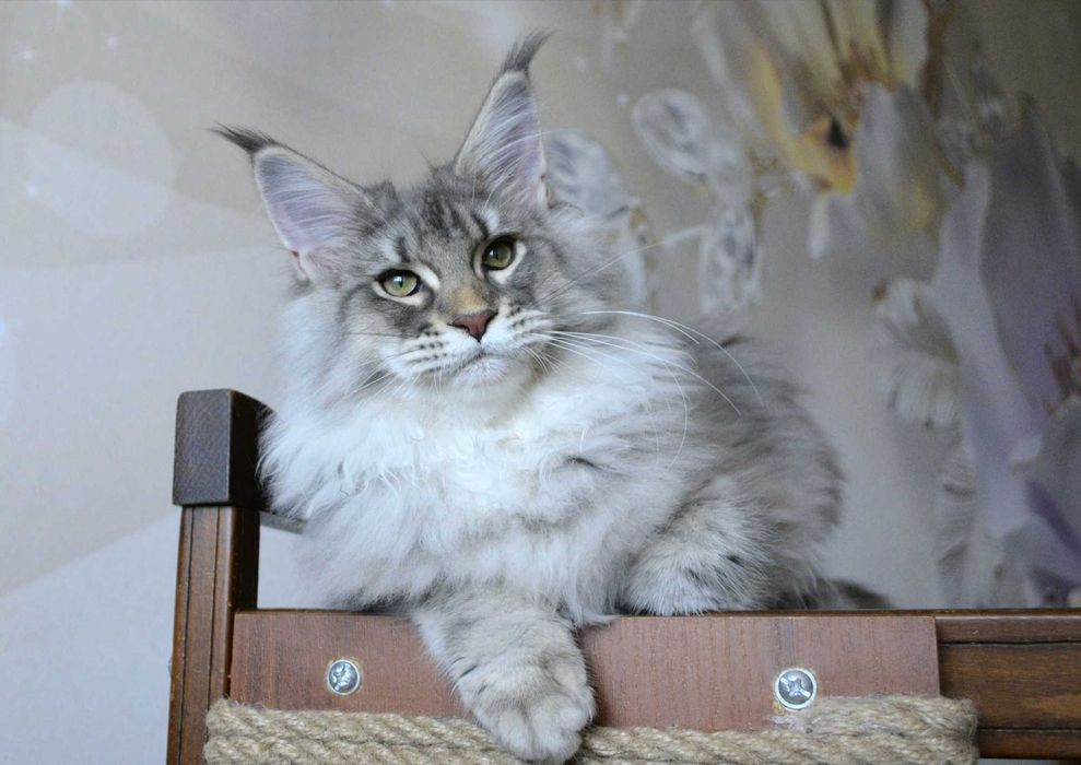 Мейн кун . Девочка  Riana 4,5 мес.