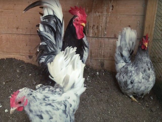 Яйце на інкубацію від породистих курей. Шабо мармуровий, спліш, лимон.