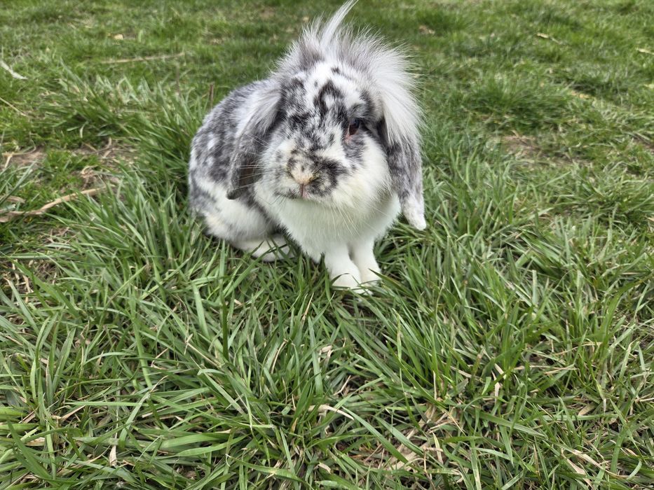 Mini lop samiczka
