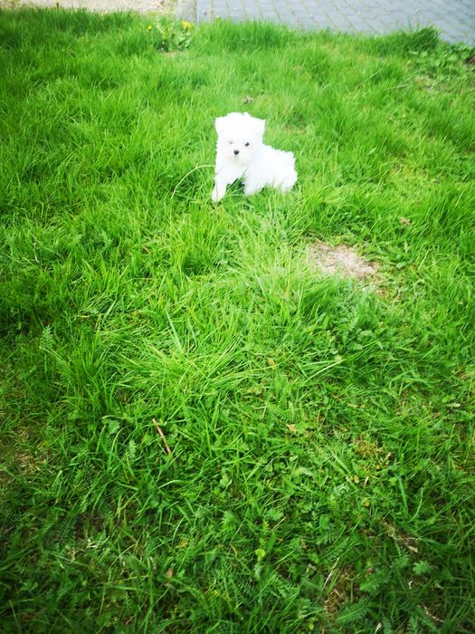 Maltańczyk KOREA biała iskierka chip Rodowód wyprawka