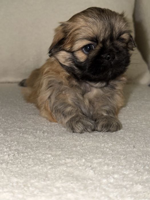 Пекінес дівчинка