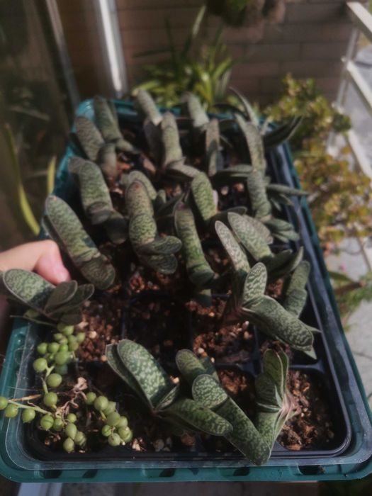 Tabuleiro com suculentas64285798530819124