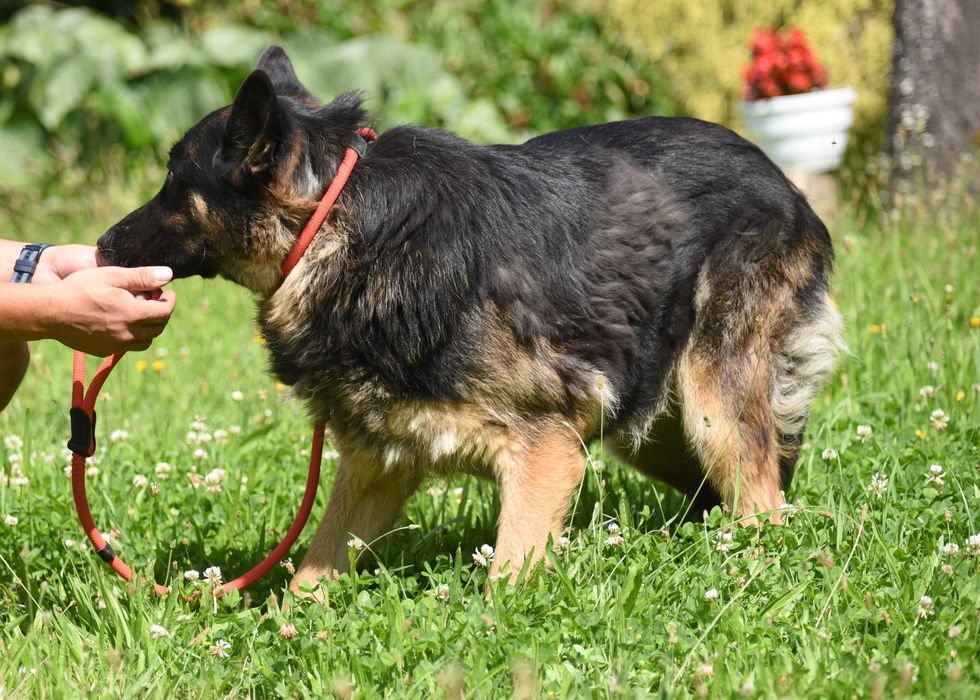 Luba - suczka do adopcji