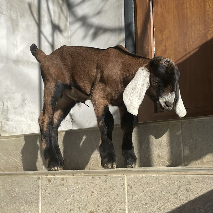 Козята Цаплюки англо нубійські