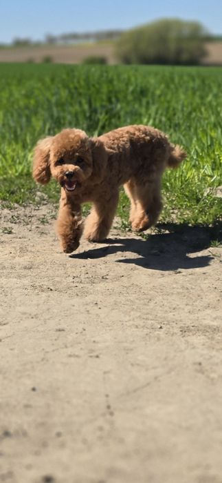 Cavapoo/ zwolniona rezerwacja / dziewczynka po wszystkich szczepieniach
