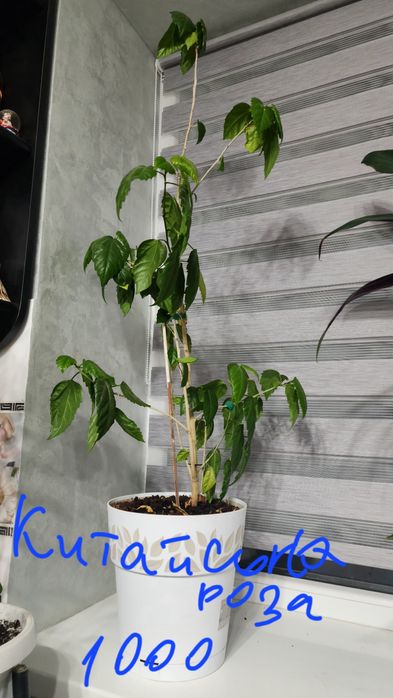 Вазони великі з горщиком