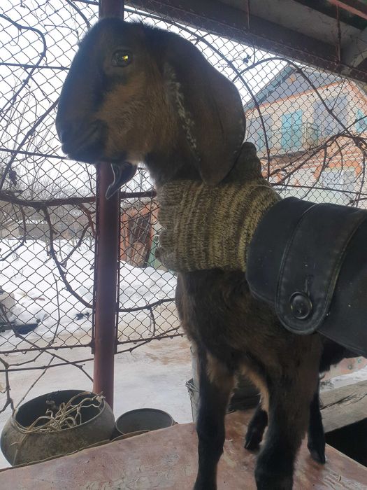 Козлик АН крові 83 % обезрожений 2 місячний  їсть все !