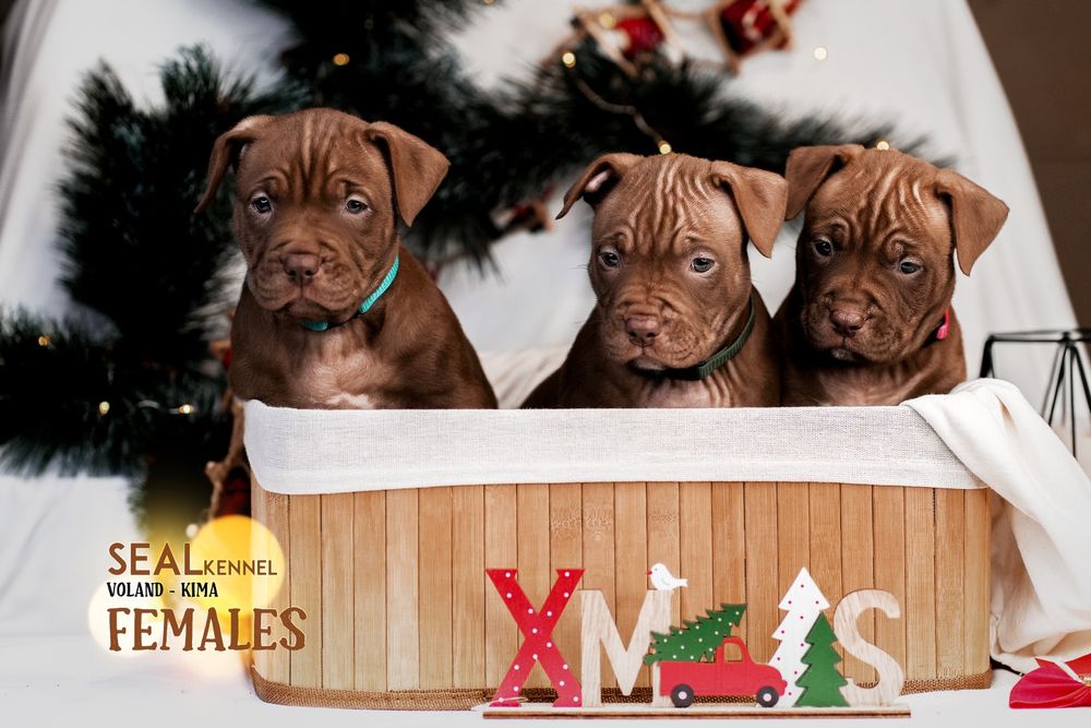 Щенки питбуля от самого титулованого кобеля в мире