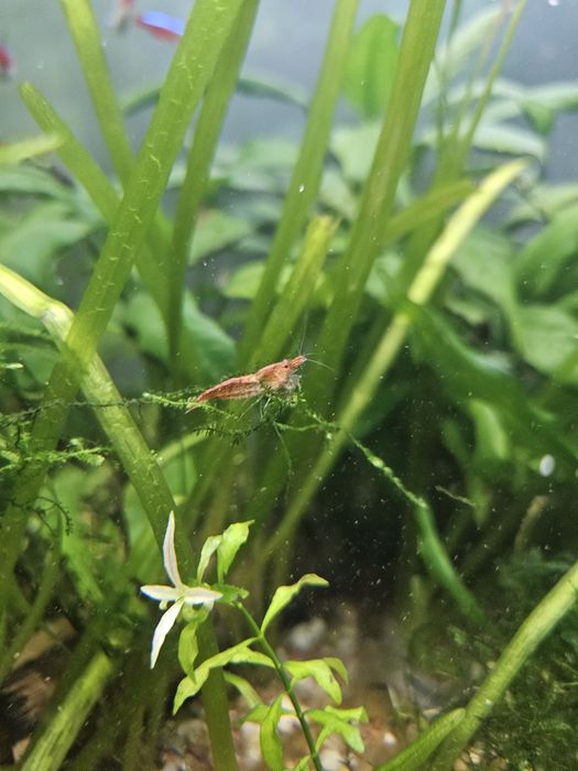 15 camaroes adultos Red Cherry