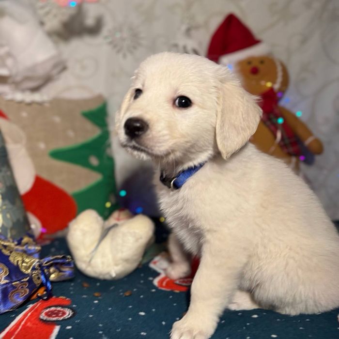 Золотистий ретрівер