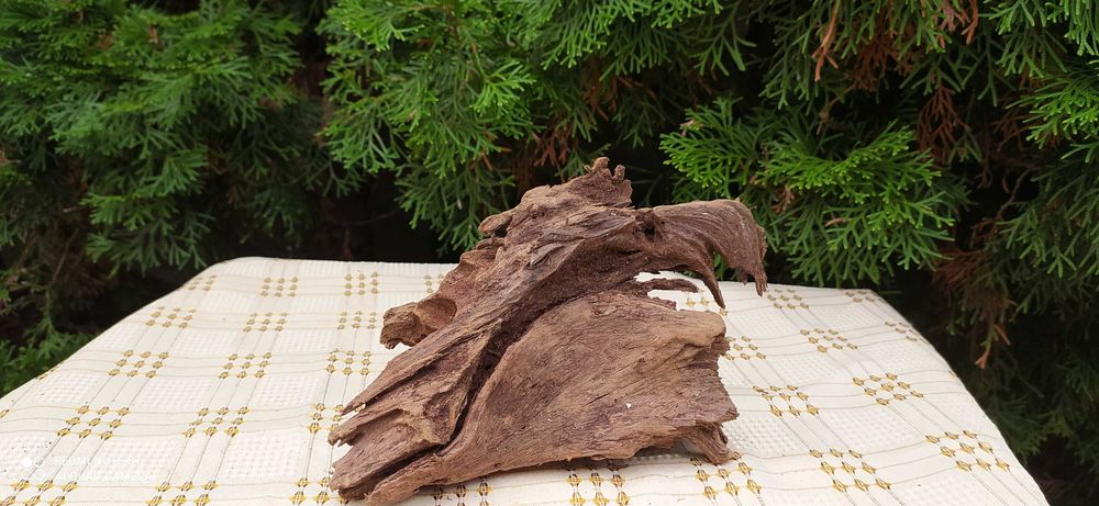 Korzeń mangrowca 22x14x10 cm