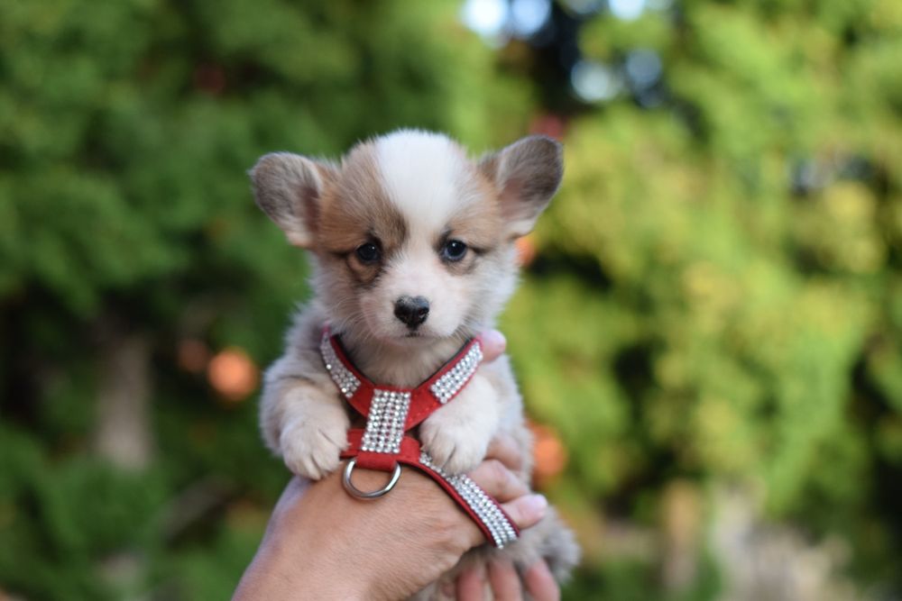 Королівські собачки. Коргі преміум якість. Без хвостика.