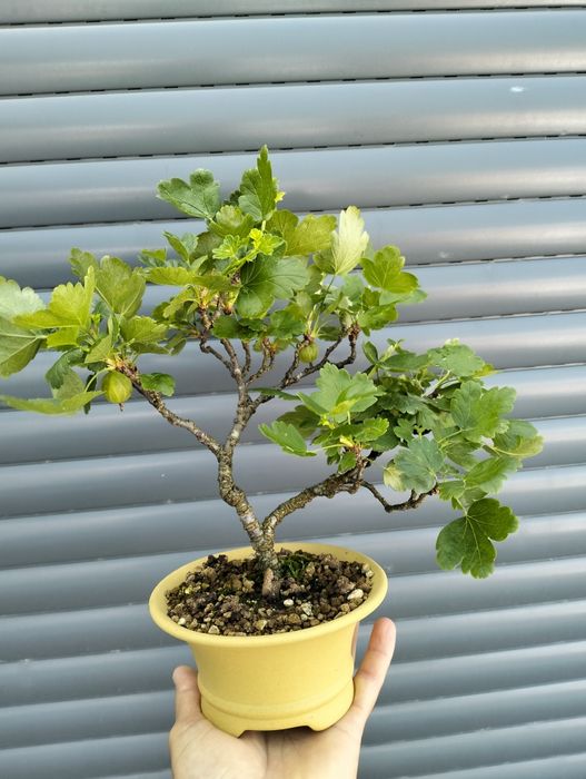 Bonsai uva crispa - groselha