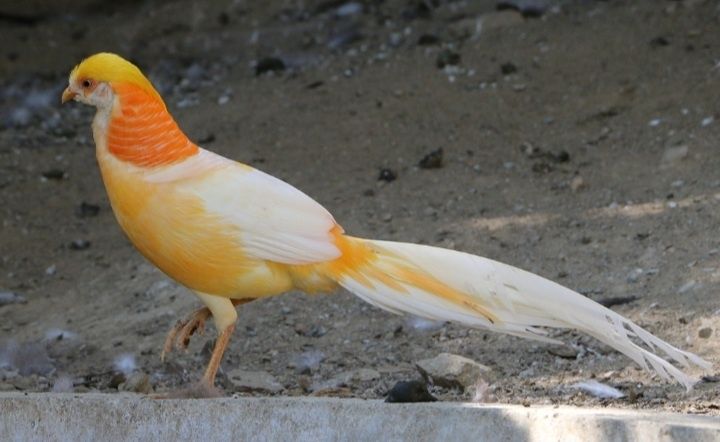 Casal de Faisão Gigi pêssego de 2025