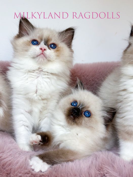 Śliczny cudowny seal mitted  Ragdoll