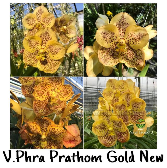 Домашня квітуча орхідея метелик, рожевий антуріум, драцена Лемон