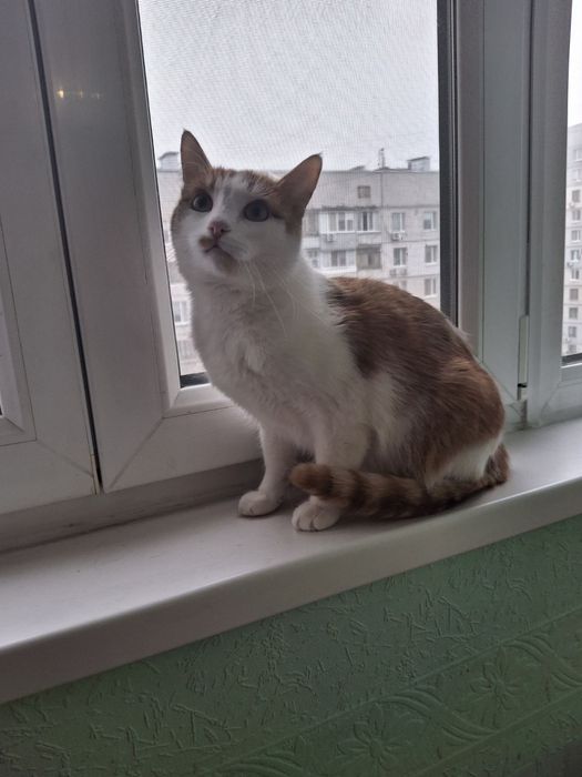 Кастрированный рыже-белый котёнок-подросток ищет дом! Котята в хорошие