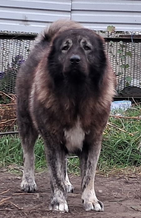 Цуценята кавказської вівчарки