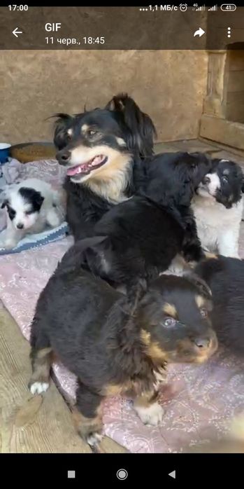 Щенки, мальчики и девочки