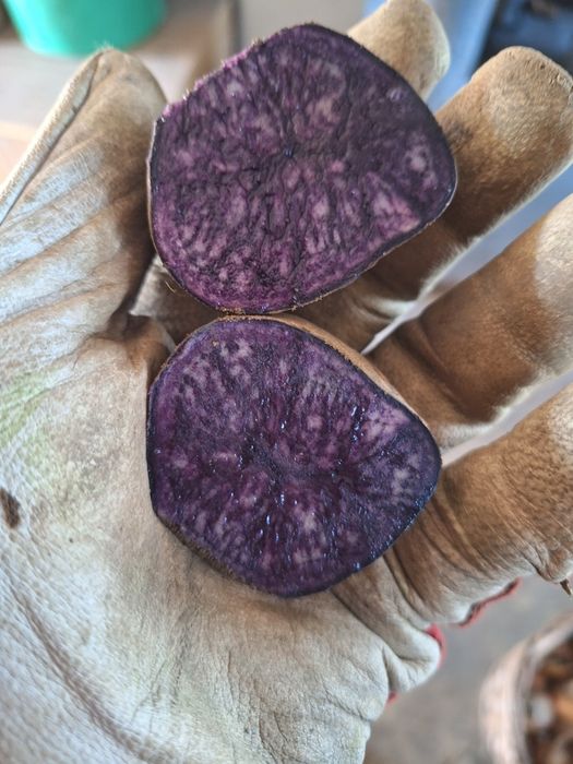 Ziemniaki Ziemniak  Fioletowe i Czerwone