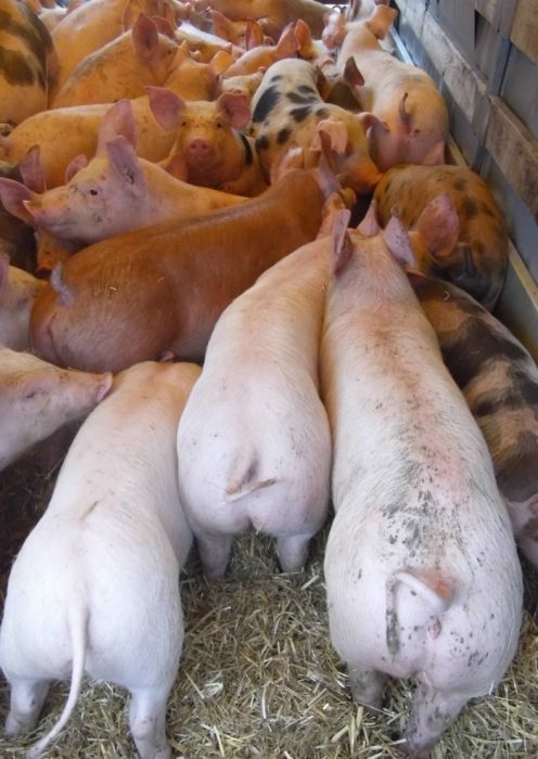 sprzedam prosieta,prosiaki,warchlaki 80 sztuk