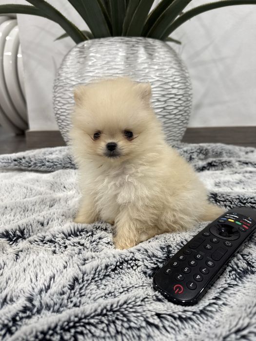 Spitz anão alemão lulu da poumorania menina mini