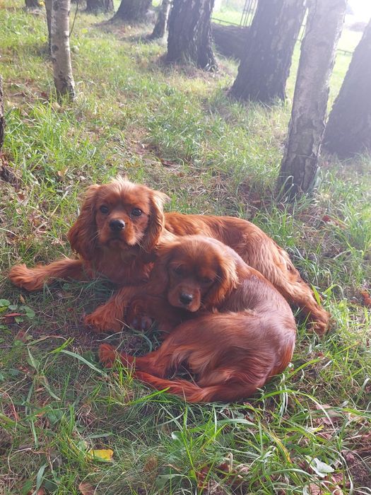 Cavalier king charles spaniel