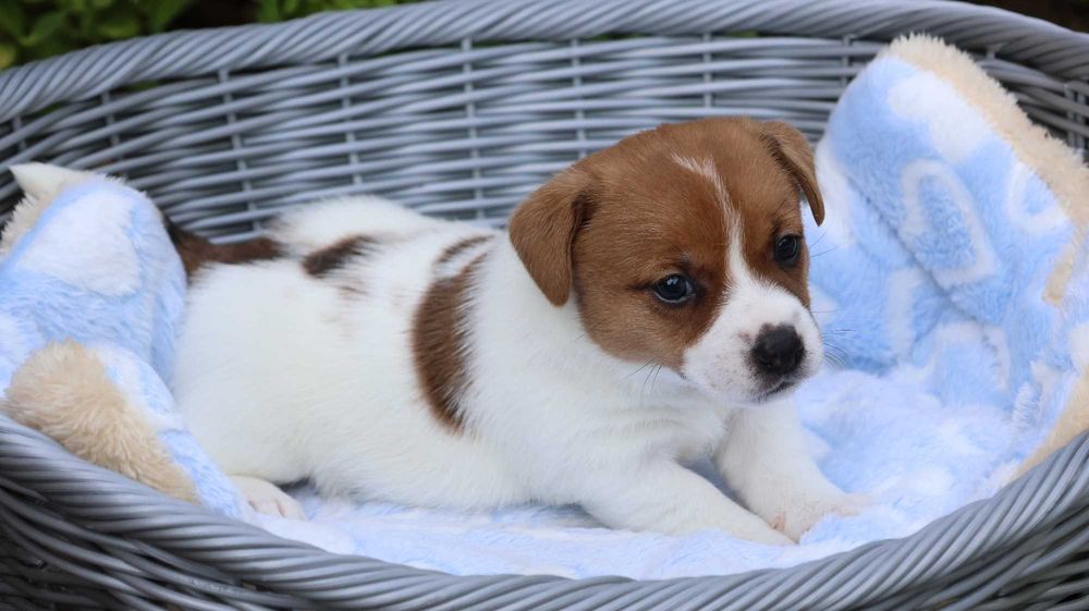 Jack Russell Terrier /ZKwP FCI- wzorcowa hodowla- PIESEK