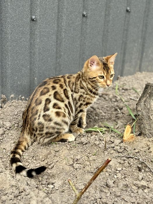 Бенгальские котята