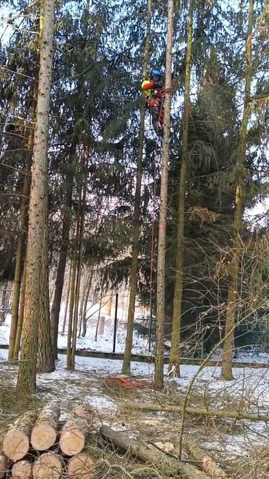 Wycinka i Pielęgnacja drzew