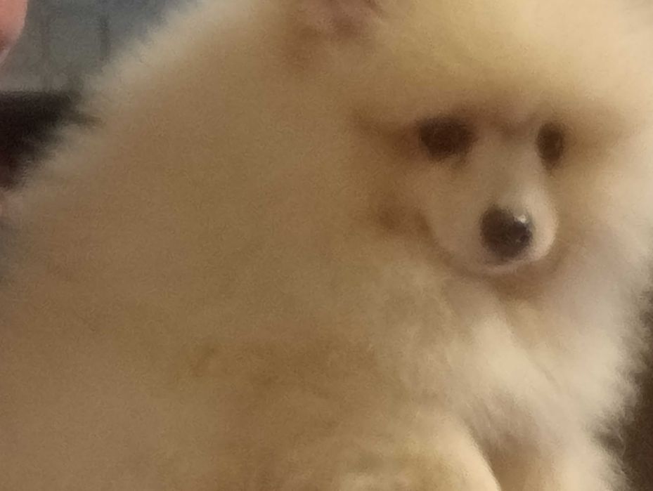 Piesek Pomeranian