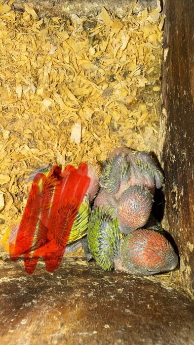Agapornis roseicollies para criar a mão