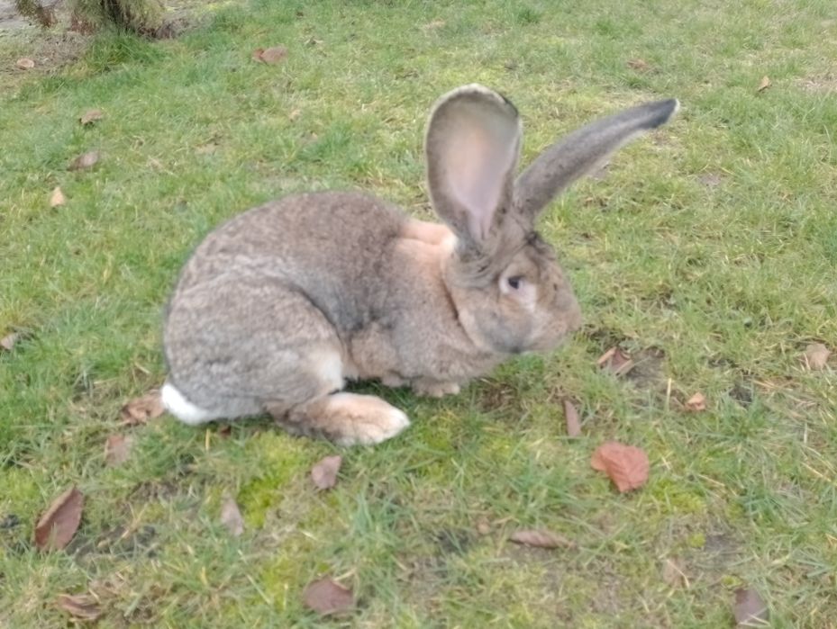 Sprzedam samca i samice  olbrzym belgijski samiec bos