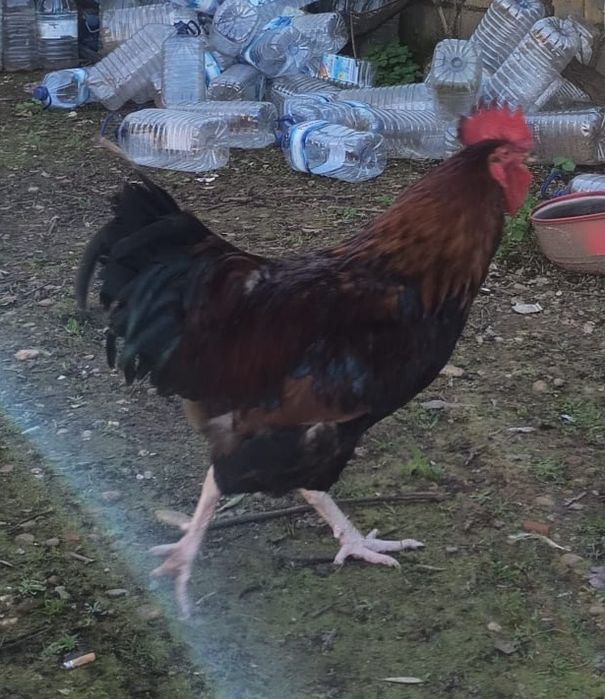 Ovos Galinha Galados