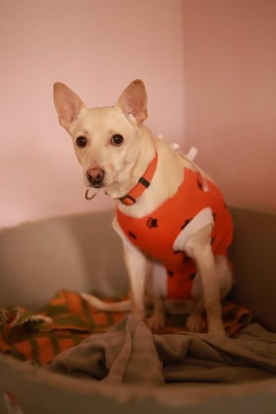 Kiara czeka na uśmiech od losu - chętnie przypilnuje podwórka