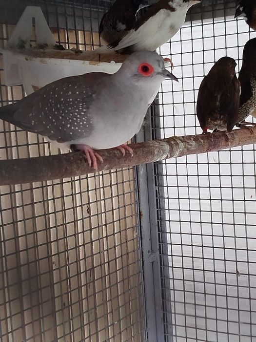 Vendo Rolas diamante