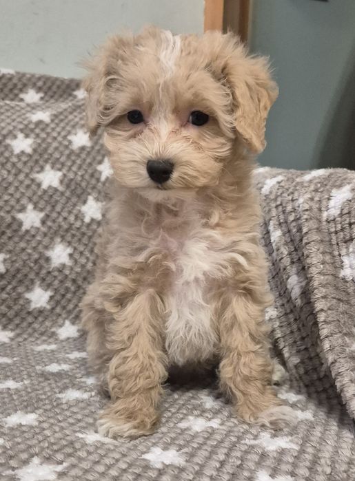 Maltipoo suczka z rodowodem malutka