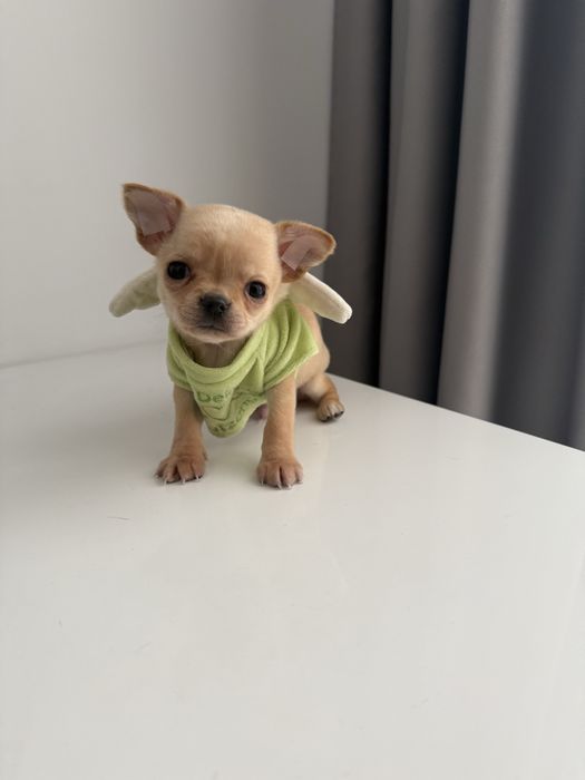 Золотий хлопчик міні чіхуахуа
