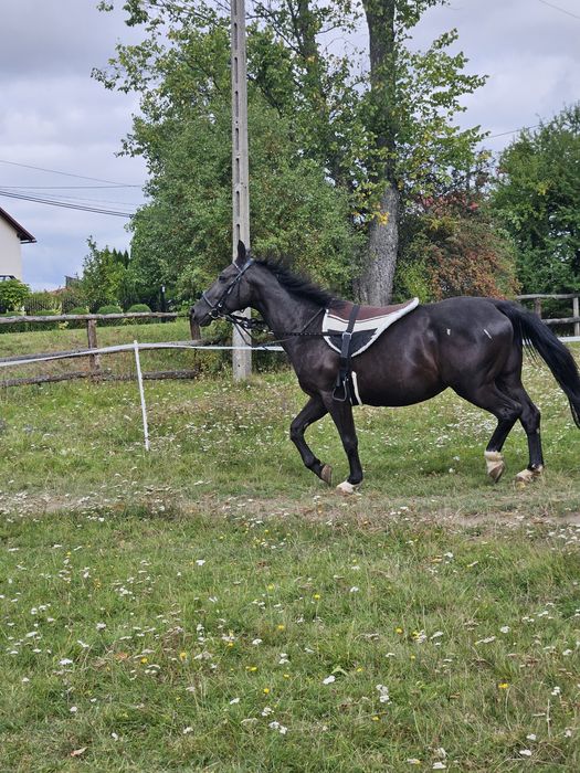 Pad do jazdy na oklep Full