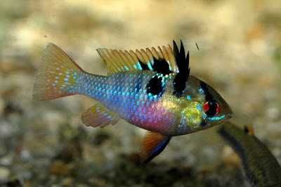 Ramirezi German Blue (Fêmea)