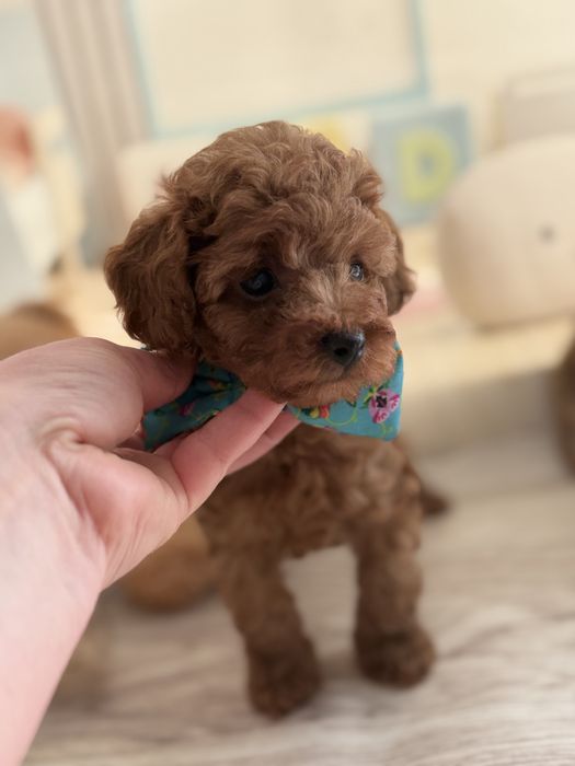 Маленьке сонечко той пудель