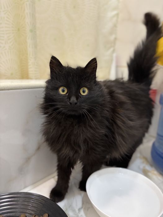 Кастрований, вакцинований Хлопчик, 8 місяців