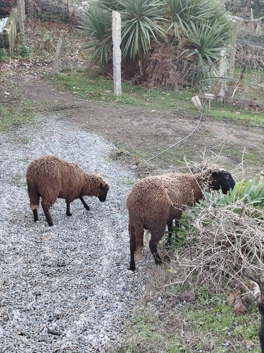 2 ovelhas , uma com dois anos e meio outra ,9 meses