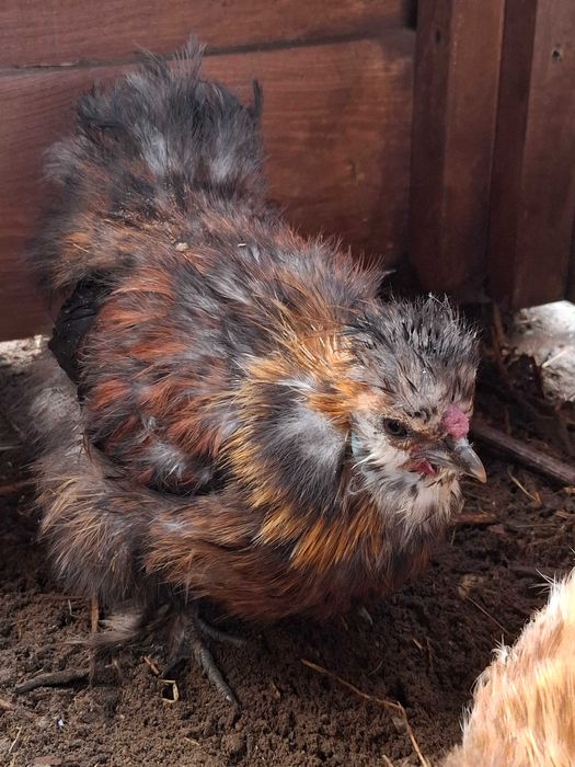 Młode koguty silka jedwabista możliwa zamiana