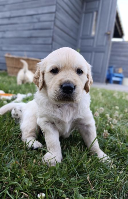 Golden Retriever – piękna złota suczka szczenię