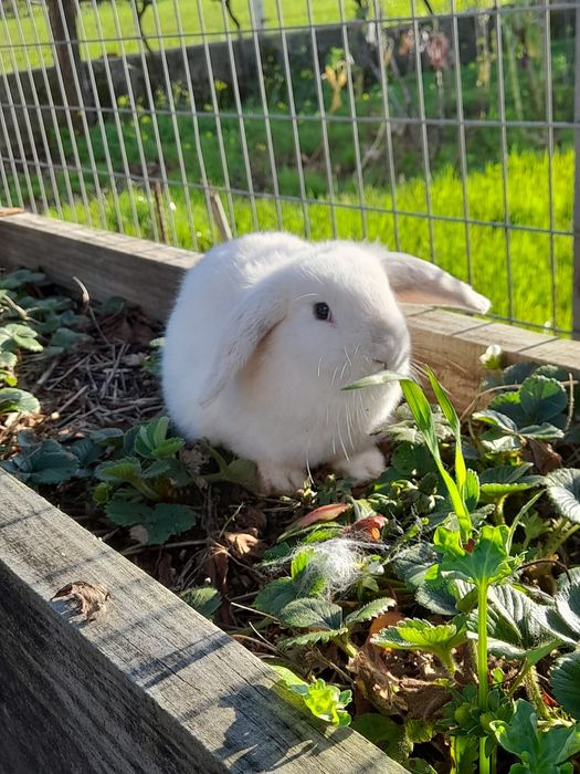 Coelhos anões Mini Lop