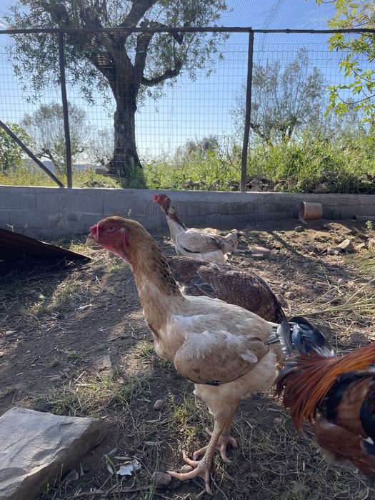 Indio Gigante - OVOS