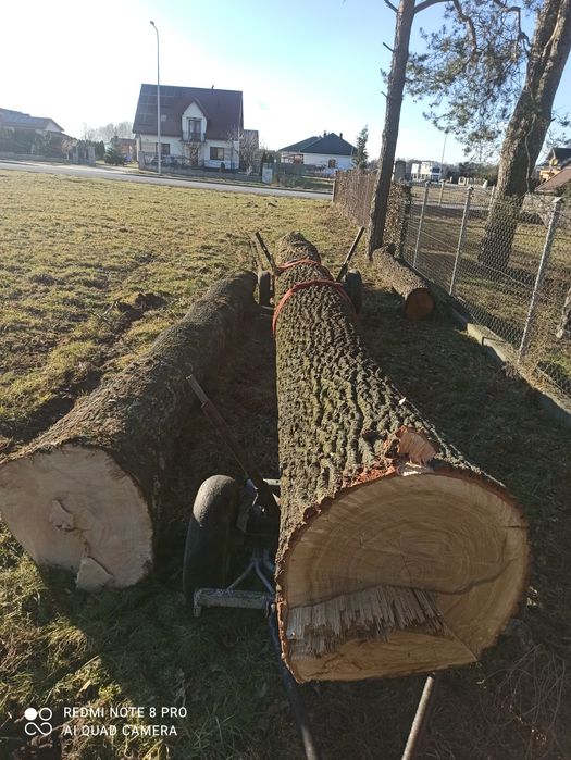 Drzewo Dąb w klocku