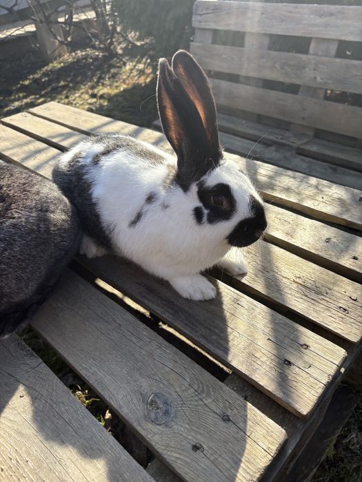 Продаються молоді самички та самчики